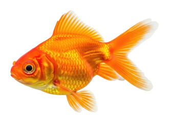 Swimming goldfish in a clear aquarium bright lighting isolated on transparent background
