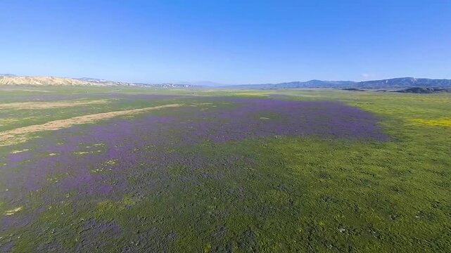 An aerial pass over vast springtime bloom of purple owl's clover and yellow California Goldfields in Central California's Carrizo Plain.
