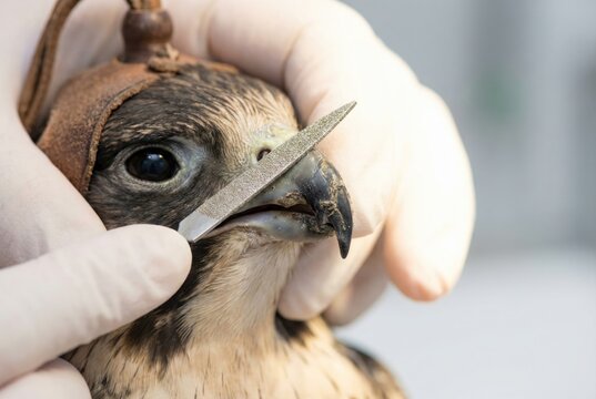 Veterinarian hand holding hooded falcon while using diamond file to cope overgrown beak
