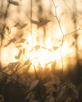 Warm golden sunset light filtering through dried marcescent leaves and bare winter branches creating a dreamy bokeh background with soft atmospheric glow and natural autumn textures