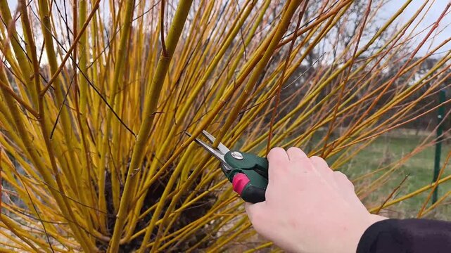 Authentic real life footage of cutting willow branches with gardening shears for basket weaving, traditional craft and self-sufficiency lifestyle.