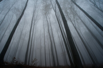 Jesienne drzewa we mgle © dariog1973