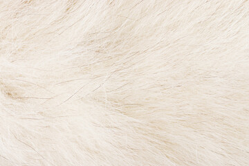 Fototapeta premium Close-up of white fur texture, soft and fluffy arctic fox fur background