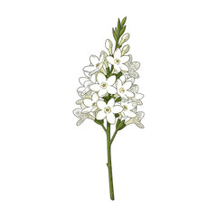 Obraz premium Hand-drawn vector illustration of beautiful white stephanotis blossoms on a delicate stem, perfect for elegant floral designs and botanical themes
