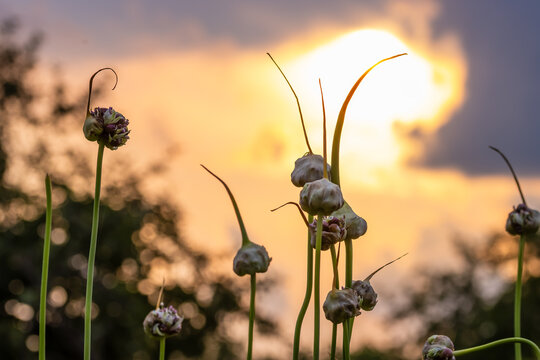 Garlic scapes growing in garden during sunset