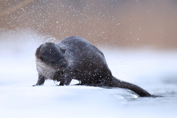 Wydra (Lutra lutra), otter © Bartosz Rakoczy