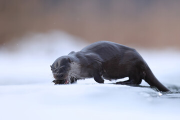 Wydra (Lutra lutra), otter © Bartosz Rakoczy