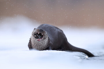 Wydra (Lutra lutra), otter © Bartosz Rakoczy