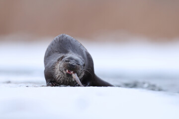 Wydra (Lutra lutra), otter © Bartosz Rakoczy