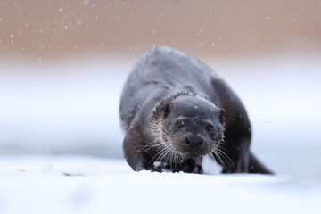 Wydra (Lutra lutra), otter © Bartosz Rakoczy