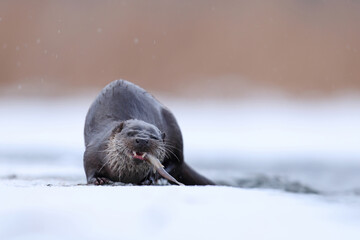 Wydra (Lutra lutra), otter © Bartosz Rakoczy