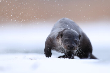 Wydra (Lutra lutra), otter © Bartosz Rakoczy