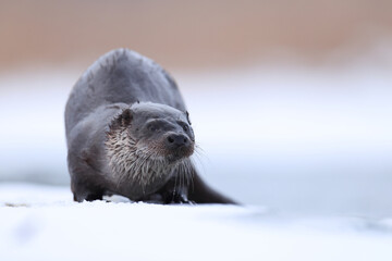Wydra (Lutra lutra), otter © Bartosz Rakoczy