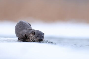 Wydra (Lutra lutra), otter © Bartosz Rakoczy