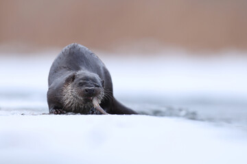 Wydra (Lutra lutra), otter © Bartosz Rakoczy