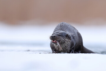 Wydra (Lutra lutra), otter © Bartosz Rakoczy