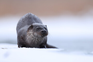 Wydra (Lutra lutra), otter © Bartosz Rakoczy