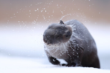 Wydra (Lutra lutra), otter © Bartosz Rakoczy
