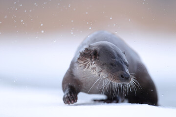 Wydra (Lutra lutra), otter