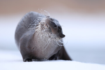 Wydra (Lutra lutra), otter © Bartosz Rakoczy