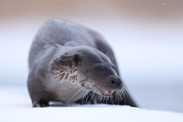 Wydra (Lutra lutra), otter © Bartosz Rakoczy
