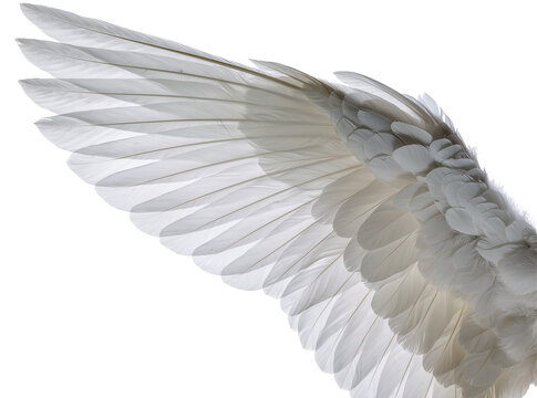 Elegant white bird wing with detailed, layered feathers, naturally isolated on transparent background, perfect for design elements PNG