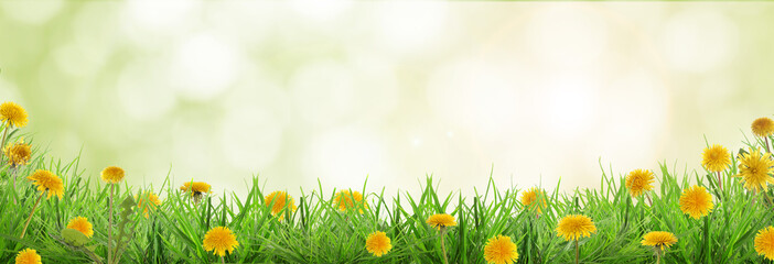 Naklejka premium Lush spring grass with blooming yellow dandelions against blurred green background, banner design