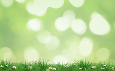 Naklejka premium Bright daisy flowers and lush green grass growing outdoors. Spring season