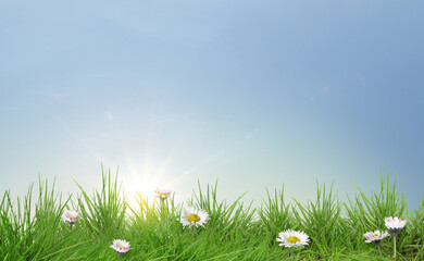 Naklejka premium Beautiful daisy flowers growing among lush green grass on sunny day. Spring season