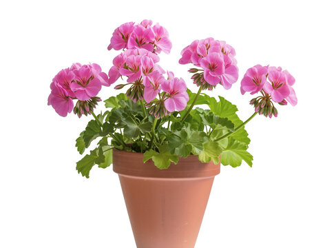 Vibrant pink geranium flowers blooming in a rustic terracotta pot, beautifully isolated on a clean transparent background, perfect for gardening designs PNG