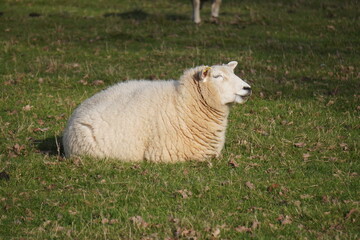 Fototapeta premium Sheep resting in sunny green field in English countryside