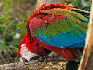 Ara chloroptère © Ludovic