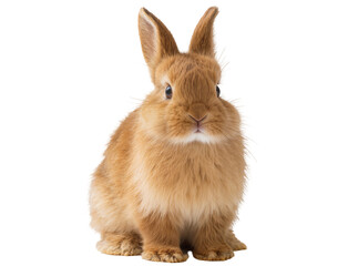 Obraz premium Adorable fluffy light brown rabbit, a cute pet bunny sitting calmly and looking forward, isolated PNG on transparent background for animal themes