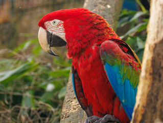 Ara chloroptère © Ludovic