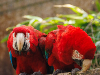 Ara chloroptère © Ludovic