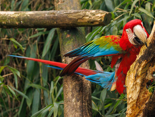 Ara chloroptère © Ludovic