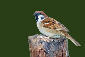 Fototapeta premium Bird, sparrow and seeds on tree stump in nature with meal, forage and food outdoor in autumn. Avian animal, fall and diet with space for wilderness, environment or grain in ecosystem in countryside