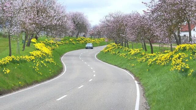 Scenic winding road lined with blooming almond and cherry trees and bright yellow daffodils under a blue cloudy sky. Beautiful spring landscape and travel concept.