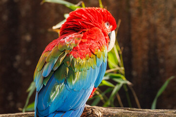 Ara chloroptère © Ludovic