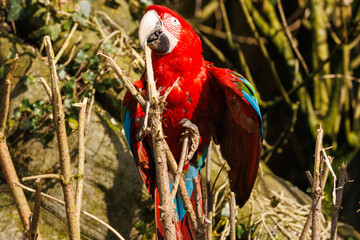 Ara chloroptère © Ludovic