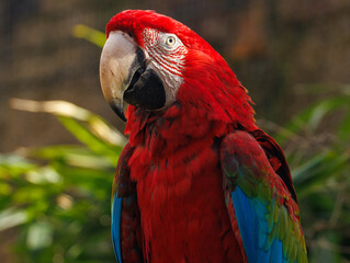 Ara chloroptère © Ludovic