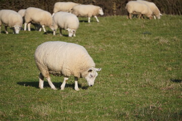 Obraz premium Flock of sheep grazing