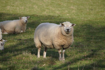 Fototapeta premium Sheep standing in green countryside pasture looking toward camera
