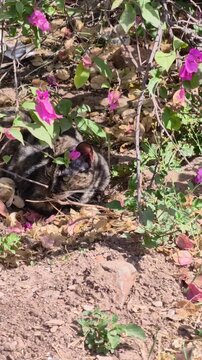 Gato atigrado descansando debajo de un arbol de bugambilia de flores rosas