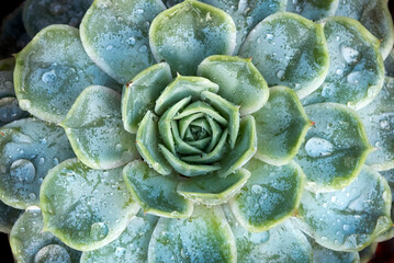 Obraz premium Water droplets on Echeveria succulent