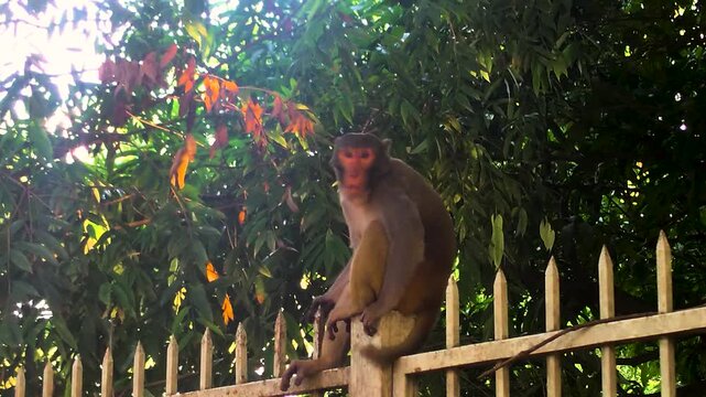 A video of a monkey sitting on a wooden fence in a lush forest