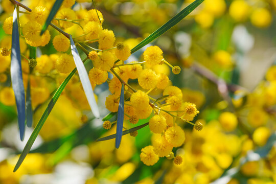 Golden wattle flowers blooming on acacia tree branch