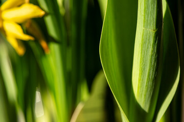 Obraz premium Macro Photo of Yellow and Pink Spring Flowers with Natural Light