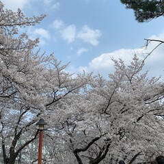 Beautiful cherry blossom trees in full bloom with a vintage street lamp.
Spring park landscape with cherry blossoms under the bright sky.