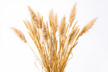 Fototapeta premium Dried wheat and pampas grass bouquet on white background transparent background